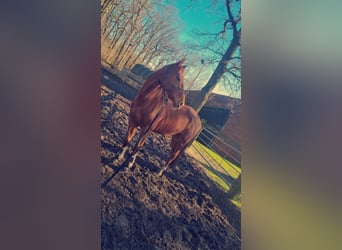 Thoroughbred, Mare, 7 years, 17 hh, Chestnut-Red