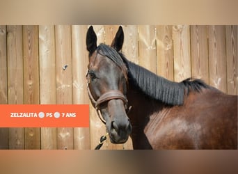 Thoroughbred, Mare, 7 years, Bay-Dark