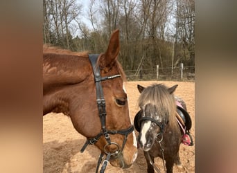 Thoroughbred, Mare, 8 years, 15.1 hh, Chestnut-Red