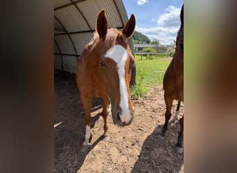 Thoroughbred, Mare, 8 years, 15.1 hh, Chestnut-Red