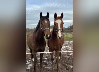Thoroughbred, Mare, 8 years, 15.1 hh, Chestnut-Red