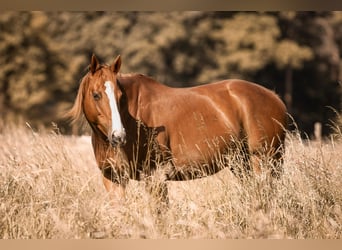 Thoroughbred, Mare, 8 years, 15.1 hh, Chestnut-Red