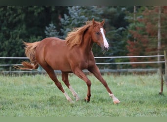 Thoroughbred, Mare, 8 years, 15.1 hh, Chestnut-Red
