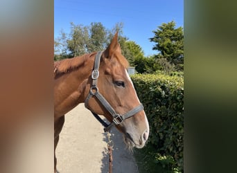 Thoroughbred, Mare, 8 years, 15.1 hh, Chestnut-Red