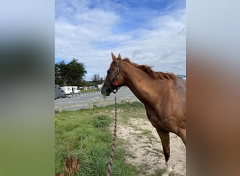 Thoroughbred, Mare, 8 years, 15.1 hh, Chestnut-Red