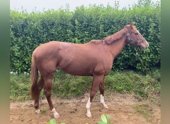 Thoroughbred, Mare, 8 years, 15.1 hh, Chestnut-Red