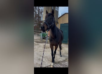 Thoroughbred, Mare, 8 years, 15.2 hh, Bay-Dark