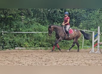 Thoroughbred, Mare, 8 years, 15.2 hh, Brown