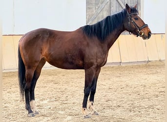 Thoroughbred, Mare, 8 years, 15,2 hh, Brown