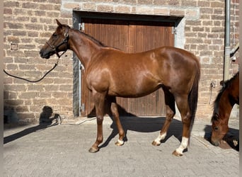 Thoroughbred, Mare, 8 years, 15.2 hh, Chestnut-Red