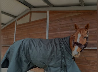 Thoroughbred, Mare, 8 years, 15.2 hh, Chestnut-Red