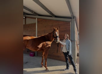 Thoroughbred, Mare, 8 years, 15.2 hh, Chestnut-Red