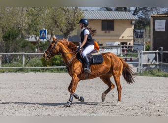 Thoroughbred, Mare, 8 years, 15.2 hh, Chestnut-Red
