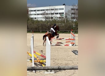 Thoroughbred, Mare, 8 years, 15.2 hh, Chestnut-Red
