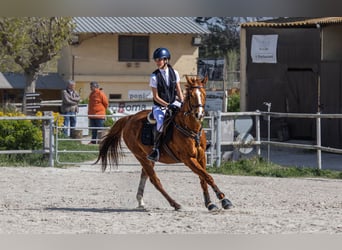 Thoroughbred, Mare, 8 years, 15.2 hh, Chestnut-Red
