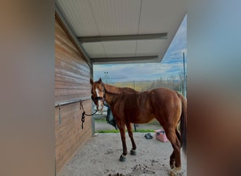 Thoroughbred, Mare, 8 years, 15.2 hh, Chestnut-Red
