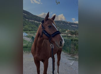 Thoroughbred, Mare, 8 years, 15.2 hh, Chestnut-Red