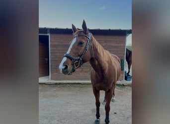 Thoroughbred, Mare, 8 years, 15.2 hh, Chestnut-Red