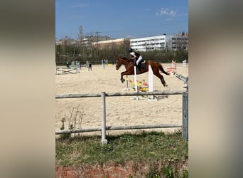 Thoroughbred, Mare, 8 years, 15.2 hh, Chestnut-Red