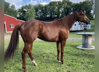Thoroughbred, Mare, 8 years, 15 hh, Chestnut