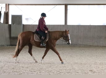 Thoroughbred, Mare, 8 years, 15,1 hh, Chestnut-Red