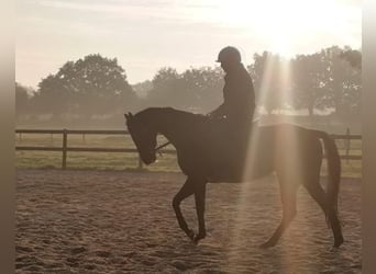 Thoroughbred, Mare, 8 years, 15,2 hh, Black