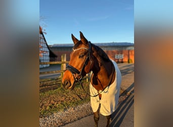 Thoroughbred, Mare, 8 years, 15,2 hh, Brown