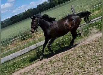Thoroughbred, Mare, 8 years, 15,2 hh, Brown