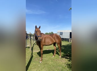 Thoroughbred, Mare, 8 years, 15,2 hh, Chestnut-Red