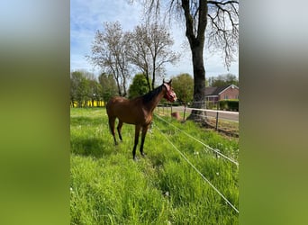 Thoroughbred, Mare, 8 years, 15,3 hh, Brown