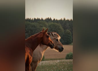Thoroughbred, Mare, 8 years, 15,3 hh, Chestnut-Red