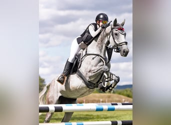 Thoroughbred, Mare, 8 years, 15,3 hh, Grey-Dapple