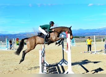 Thoroughbred, Mare, 8 years, 16,1 hh, Bay-Dark