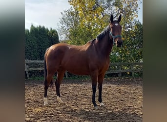 Thoroughbred, Mare, 8 years, 16,1 hh, Bay-Dark