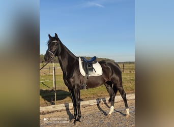 Thoroughbred, Mare, 8 years, 16.1 hh, Black