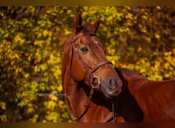 Thoroughbred, Mare, 8 years, 16.1 hh, Chestnut-Red