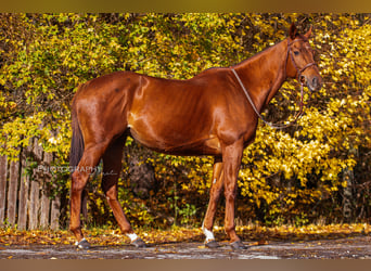 Thoroughbred, Mare, 8 years, 16.1 hh, Chestnut-Red