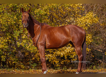 Thoroughbred, Mare, 8 years, 16.1 hh, Chestnut-Red
