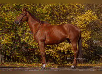 Thoroughbred, Mare, 8 years, 16.1 hh, Chestnut-Red