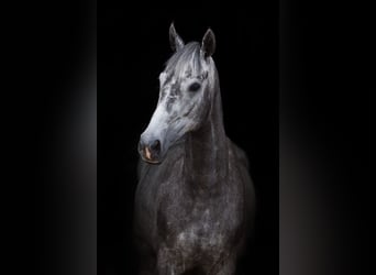 Thoroughbred, Mare, 8 years, 16.1 hh, Grey