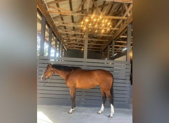 Thoroughbred, Mare, 8 years, 16.2 hh, Bay