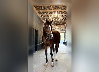 Thoroughbred, Mare, 8 years, 16.2 hh, Bay