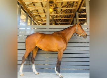 Thoroughbred, Mare, 8 years, 16.2 hh, Bay