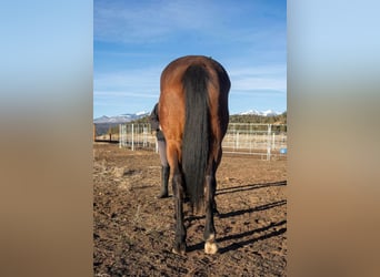 Thoroughbred, Mare, 8 years, 16 hh, Brown