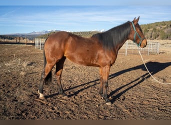 Thoroughbred, Mare, 8 years, 16 hh, Brown