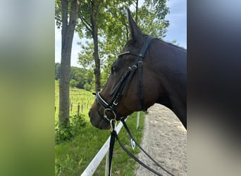 Thoroughbred, Mare, 8 years, 16 hh, Brown