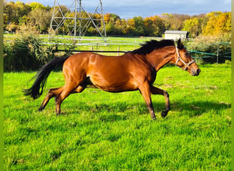 Thoroughbred, Mare, 8 years, 16 hh, Brown