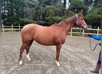 Thoroughbred, Mare, 8 years, 16 hh, Chestnut
