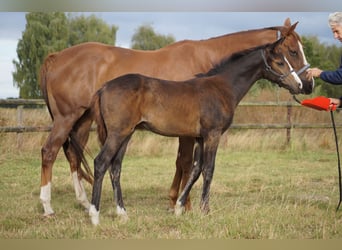 Thoroughbred, Mare, 8 years, 16 hh, Chestnut-Red