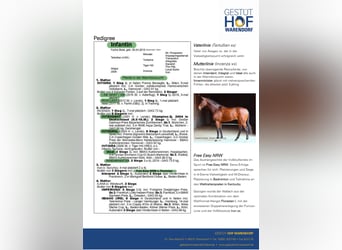 Thoroughbred, Mare, 8 years, 16 hh, Chestnut-Red